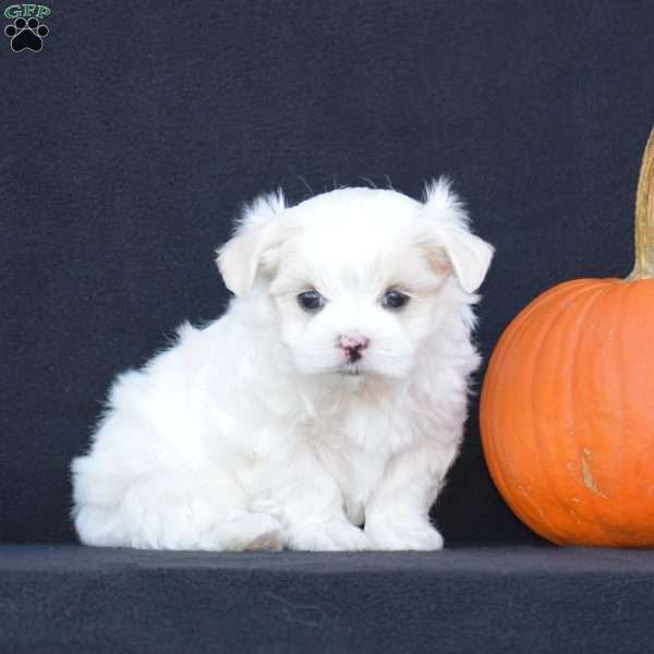 Nikki, Maltese Puppy